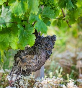 Domaine Niero Condrieu Côte-Rotie Crozes Hermitage Saint-Joseph