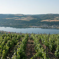 Côte-Rôtie