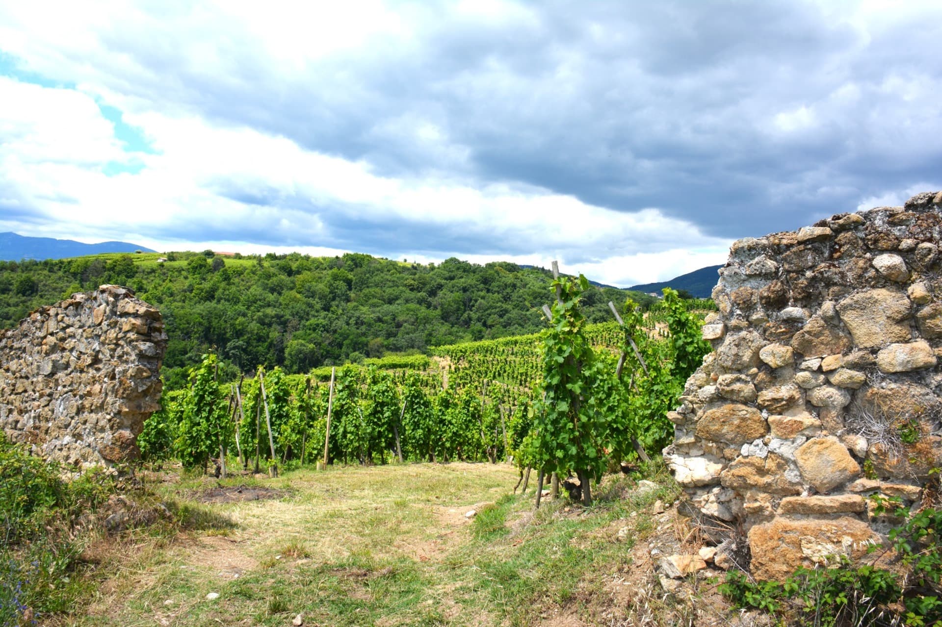 Photo_coeur_de_vigne_roncharde