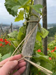 Attachage Travaux d'été Domaine Niero condrieur côte rotie saint joseph Crozes Hermitage