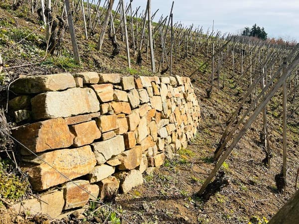 Montage de mur Travaux de Printemps Domaine Niero condrieur côte rotie saint joseph Crozes Hermitage