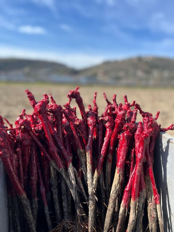 Nouveaux plants Travaux de Printemps Domaine Niero condrieur côte rotie saint joseph Crozes Hermitage