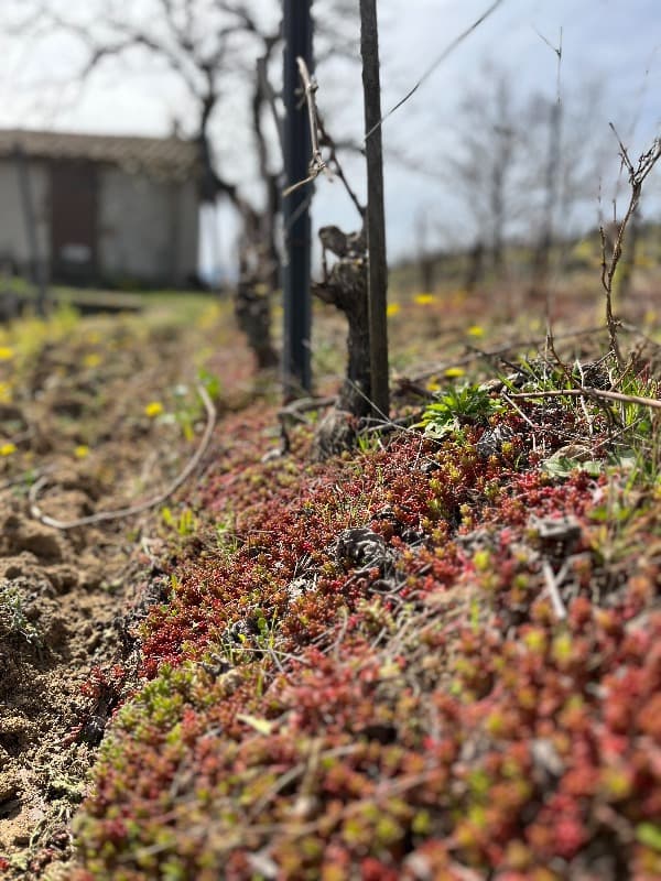 Travail du sol Travaux de Printemps Domaine Niero condrieur côte rotie saint joseph Crozes Hermitage