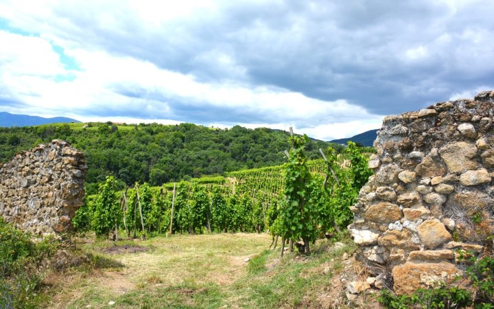 Photo_coeur_de_vigne_roncharde