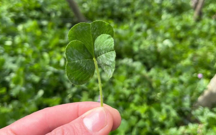 Travaux de Printemps Domaine Niero condrieur côte rotie saint joseph Crozes Hermitage