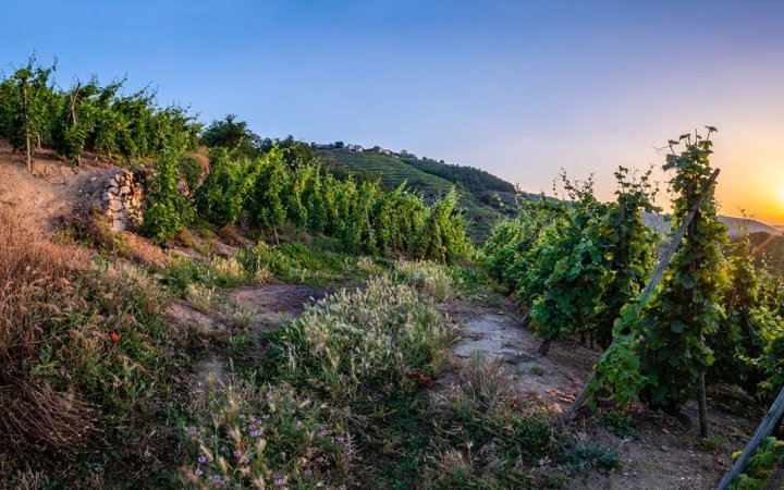 Domaine Niero Condrieu Côte-Rotie Crozes Hermitage Saint-Joseph